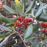 トベラ属 晩秋初冬茶緑色の実は熟すと割れて赤い果肉に覆われた種が出てくる
