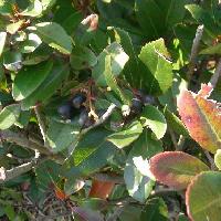 シャリンバイ属 秋から冬にかけて球形の黒熟する実