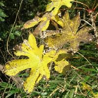 ハリギリ属 ヤツデのような形の大きな葉
黄色に紅葉する