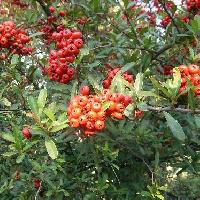 トキワサンザシ属 秋に赤い実がたくさんなる