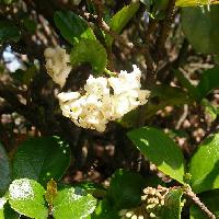 ガマズミ属 春に小さな白い花を咲かせる