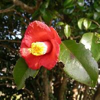 ツバキ属 冬から早春赤い合弁花は一輪ごとにポタリと落ちる
