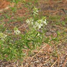 マメグンバイナズナ