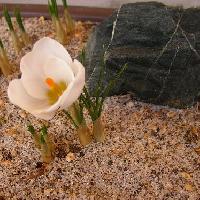 クロッカス属 晩冬初春白い花