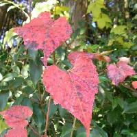 ブドウ属 真っ赤に紅葉する　ハート型　鋸歯　互生
