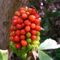テンナンショウ属 秋に赤く熟すイボイボの実