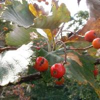 ナナカマド属 秋に赤く熟す果実は水分のないリンゴのような味がする
