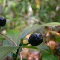 チゴユリ属 秋に楕円形の黒い実が上向きになる