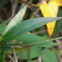 リンドウ属 葉は細長い楕円形で対生　全縁