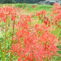 ヒガンバナ属 秋の彼岸のころ赤い花をつける