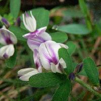 ハギ属 紫色の筋が入る白の花晩夏から初秋に咲く