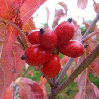 ミズキ属 秋に楕円形の実は赤く熟す
