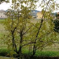 ナツメ属 ナツメ