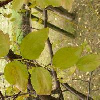 ナツメ属 葉は細枝に互生黄色に紅葉　卵形　小鋸歯