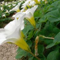 カタバミ属 冬に咲く　白 ロート状