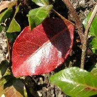 テイカカズラ属 赤く紅葉する葉もある　広楕円形互生全縁