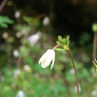 オダマキ属 春　とても小さくて白い花