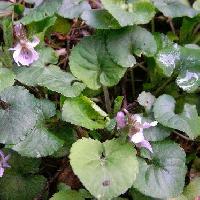 スミレ属 アオイスミレ