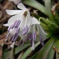 ショウジョウバカマ属 初春 紫色の葯が目立つ白い花