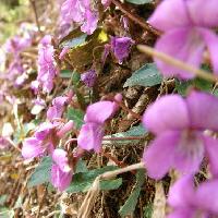 スミレ属 シハイスミレ