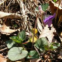 スミレ属 ニオイタチツボスミレ