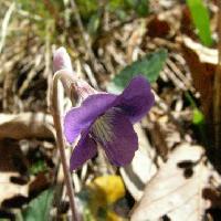 スミレ属 春　中心部の白が目立つ紫色の花