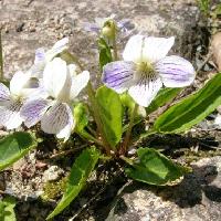 スミレ属 アリアケスミレ