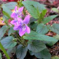 スミレ属 ナガバタチツボスミレ