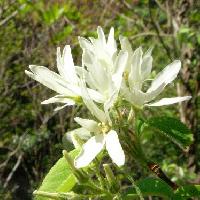 ザイフリボク属 春 白
花びらは細長く采配に似ている