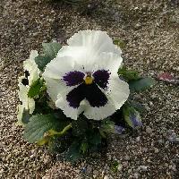 スミレ属 パンジー（サンシキスミレ）