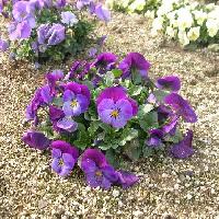 スミレ属 ビオラ（サンシキスミレ）