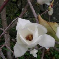 モクレン属 春　比較的大きな白い花