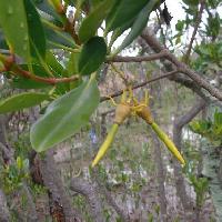 メヒルギ属 春実は樹上で黄緑色に発芽し親木から養分をもらって発根