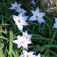ハナニラ属 春　白から青の６弁花