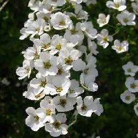 シモツケ属 春　小さな白い花