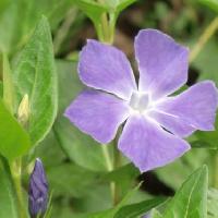 ツルニチニチソウ属 春　紫色の花　５裂する