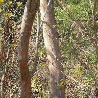 リョウブ属 樹皮は薄くはがれて黄褐色になる
白がまだら