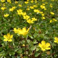 カタバミ属 春～夏 黄色い五弁花