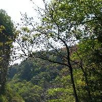 オニグルミ属 オニグルミ