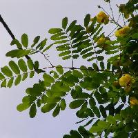 ジャケツイバラ属 羽状複葉　互生　全縁　小葉は倒卵形