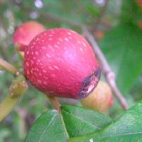 イチジク属 秋赤茶色のイチジクに似た小さい実