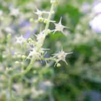 アマチャヅル属 晩夏～初秋 極小さな白黄緑色の星型の花