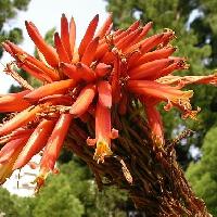 アロエ属 冬 赤橙色の花