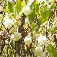 ドウダンツツジ属 春 白くて小さいチョウチンのような花