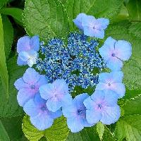 アジサイ属 初夏　普通花を取り囲む青い装飾花