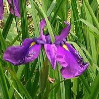 アヤメ属 初夏　紫　花の真ん中が黄色い