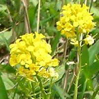 ヤマガラシ属 春 黄色い花
