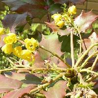 ヒイラギナンテン属 冬黄色い花