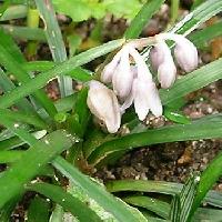 ジャノヒゲ属 初夏　小さな白い花
