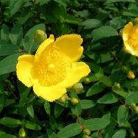 オトギリソウ属 晩春～初夏 鮮やかな黄色の花